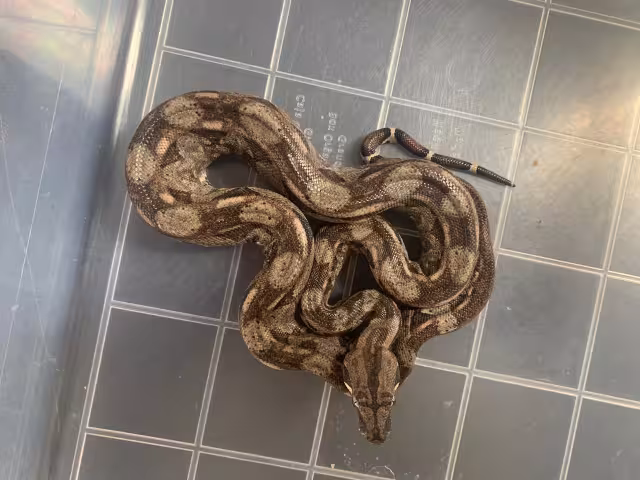 FOTO: Ya'ax Kaan Yucatán