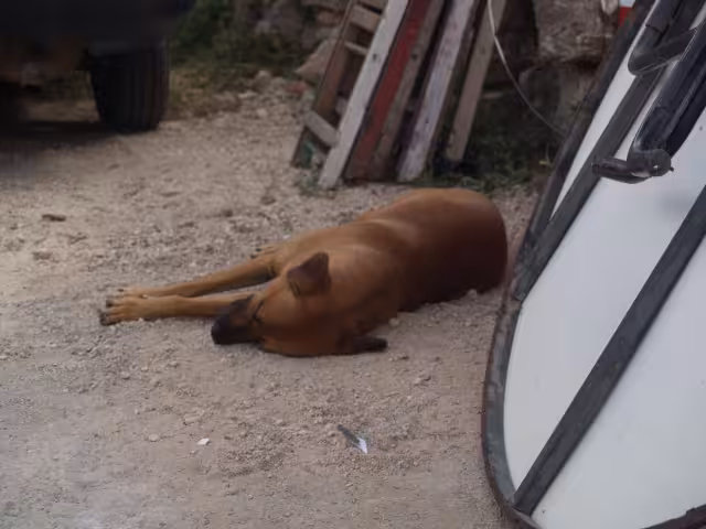 Los afectados exhortaron a los demás colonos del sector Santa Rita a que resguarden bien a sus mascotas ante la reciente escalada de maltrato