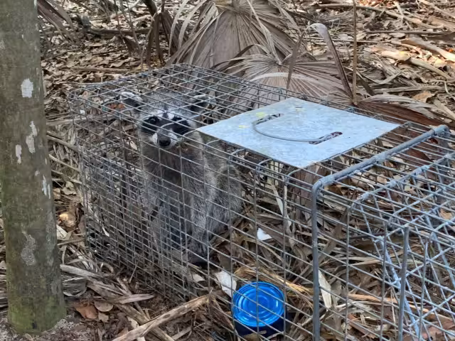 El área natural protegida Laguna Colombia es un sitio prioritario para los ciclos biológicos de fauna y flora silvestre