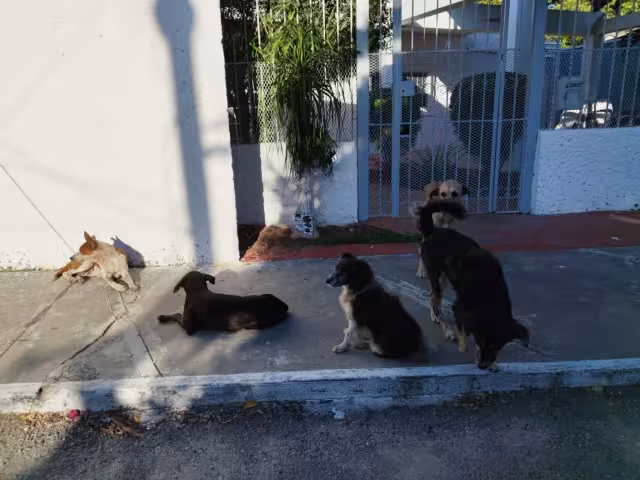 Son más de 15 perros los que han causado destrozos y accidentes en la colonia