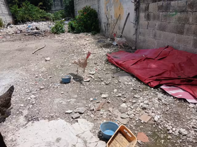 Sujetos desconocidos brincaron una barda y robaron aves de corral.