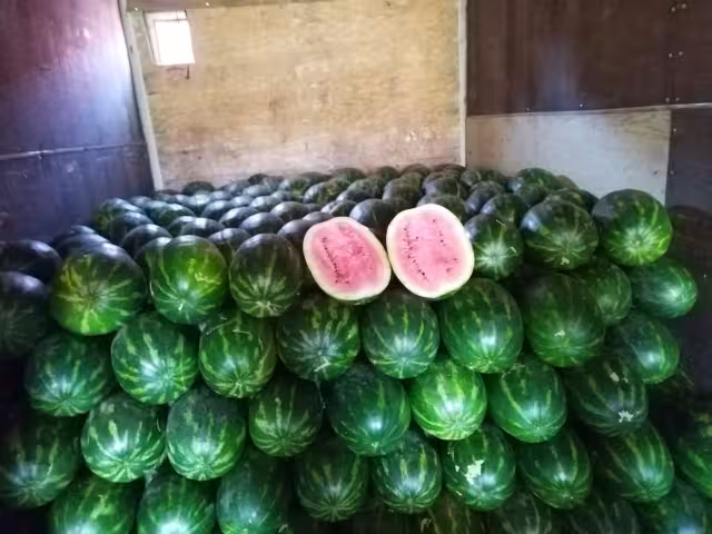 Confían en que el costo pueda repuntar hasta 6.50 pesos el kilo en los próximos días