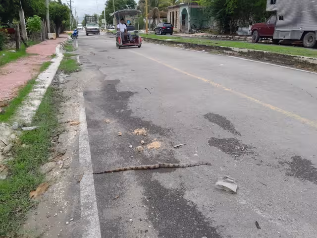 Una mujer acudió a su cocina y encontró a la enorme serpiente