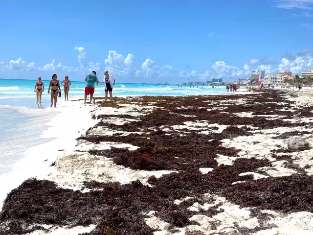 La información sobre la cantidad de la planta marina se basa en datos satelitales