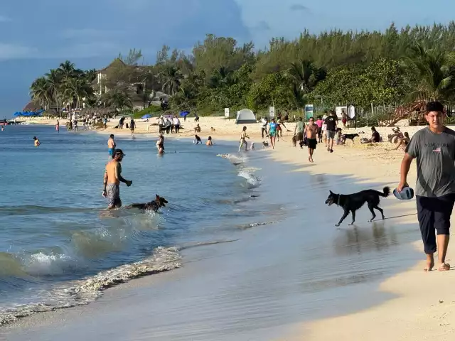 Sergio Beristain, fundador del movimiento anunció la instalación de un contenedor para heces de mascotas en la Playa 72