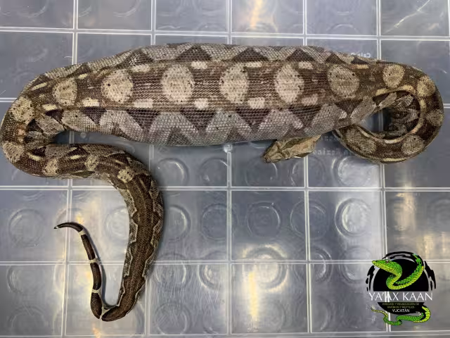 FOTO: Ya'ax Kaan Yucatán