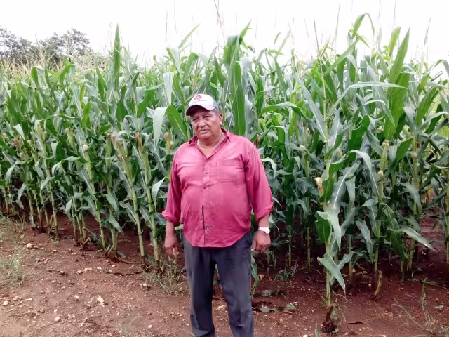 Campesinos de Katab, Hopelchén, enfrentan pérdidas en sus cosechas sin apoyo de seguros.