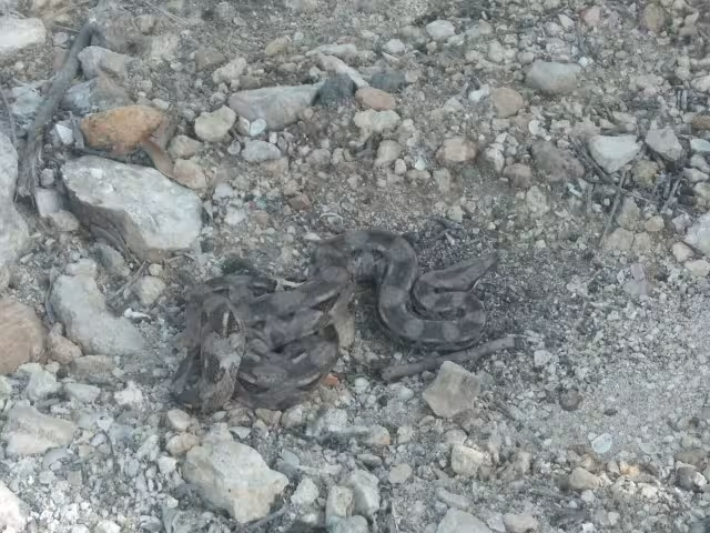 La boa medía aproximadamente metro y medio