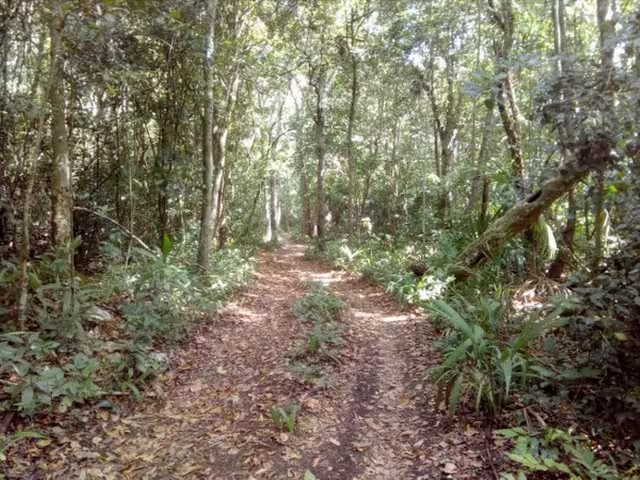 La pista estaba en lo que ahora es la calle Cecilio Chi, entre Chilam Balam y Gonzalo Guerrero; se usó casi 10 años y abandonó después del paso del Huracán Gilda