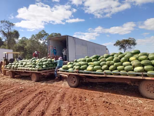Inició la cosecha de sandía en campos menonitas de Nuevo Progreso, Hopelchén.