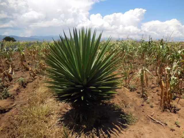 Tequila, una bebida orgullosamente tapatía con sabor y personalidad únicos
