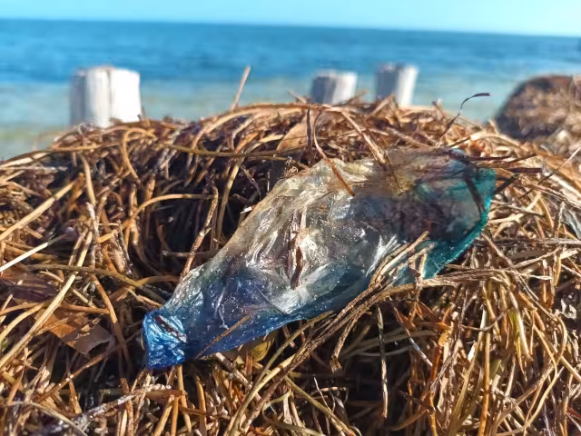 Los pescadores indicaron que han visto algunos ejemplares de aguamala a una braza de la orilla, pero pocos recalan