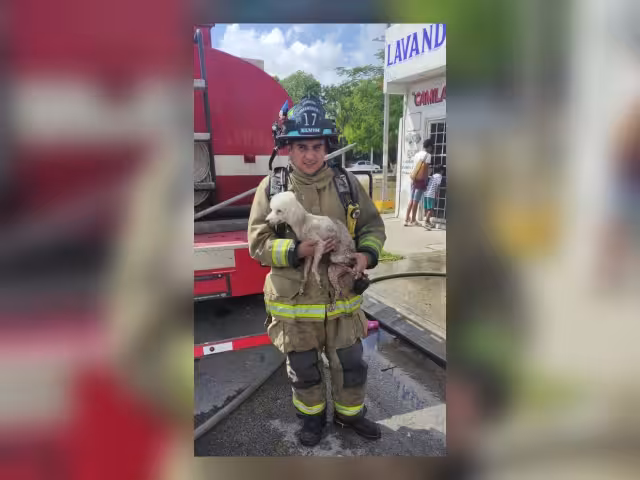 El 'lomito' rescatada de un incendio en Playa del Carmen resultó con quemaduras, por lo que fue llevado al Centro de Bienestar Animalo de la ciudad