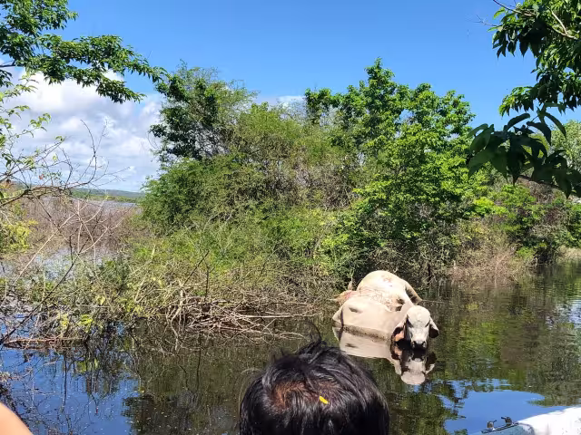Inundaciones destruyeron la ganadería en Chunchintok, Campeche