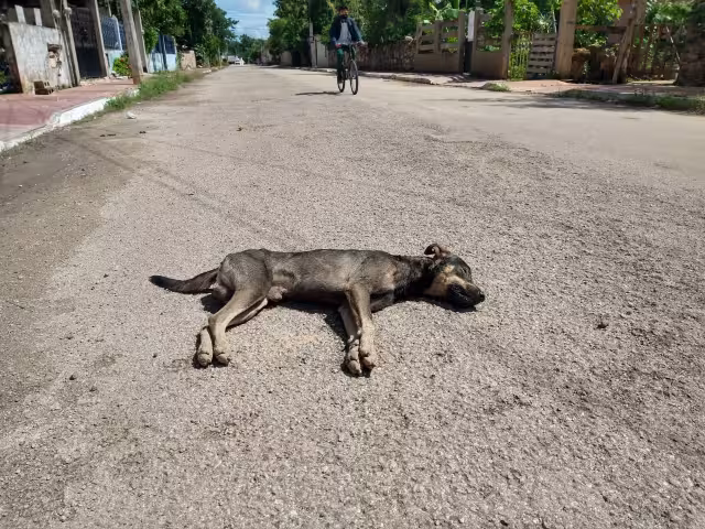 La matanza de animales y los actos de crueldad contra la fauna quedan impunes, pues si no hay evidencias no se puede proceder