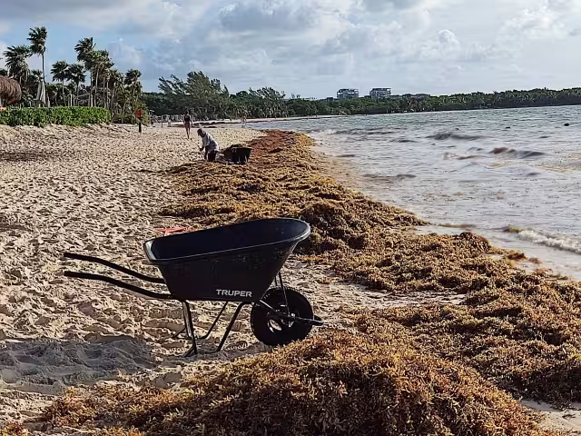 Tan solo el pasado fin de semana en las playas del centro de la ciudad de Solidaridad se ha registrado un recale de más de 80 toneladas de sargazo