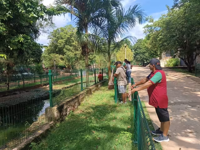 El león del zoológico La Reina de Tizimín falleció por un golpe de calor