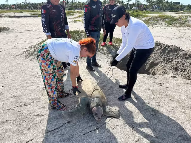 Inicia la temporada de anidación de tortugas en Ciudad del Carmen.