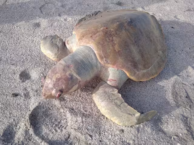 Al lugar no acudió ninguna institución que proteja estas especies