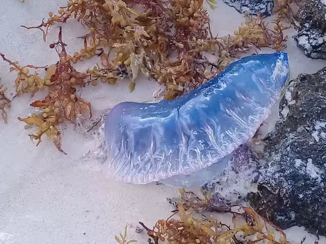 Los guardavidas recogieron a la medusa y se intensificaron los recorridos para informar a los visitantes sobre el avistamiento de estas especies