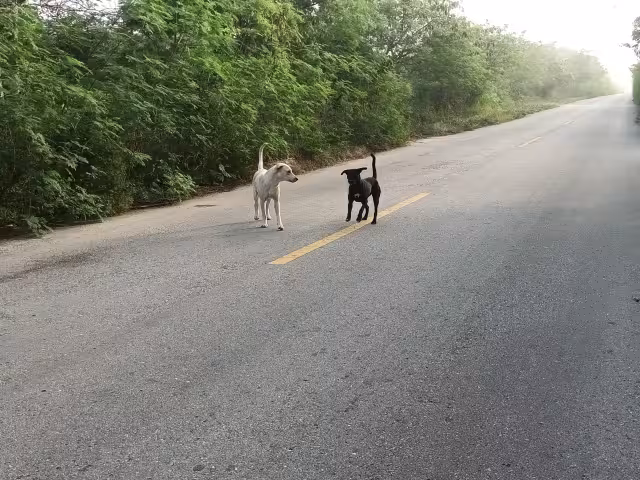 Automovilistas dijeron que estos animales podrían ocasionar algún accidente, sobre todo por la noche, ya que salen de la maleza y persiguen a los transeúntes
