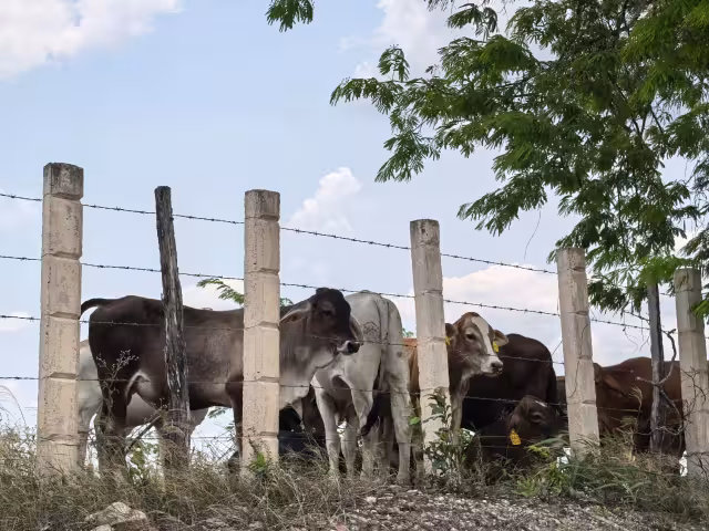 Ganaderos de Ciudad del Carmen enfrentan aumento de costos por el gusano barrenador en 2025.
