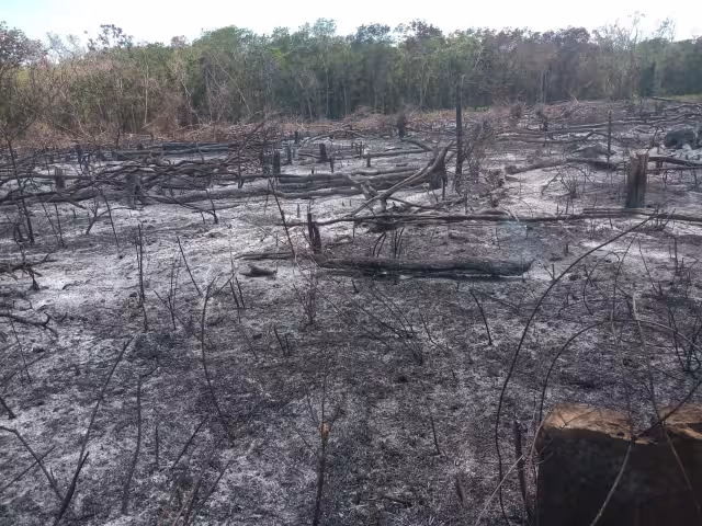 Cerca de 40 brigadistas combaten con el incendio entre Campeche y Quintana Roo
