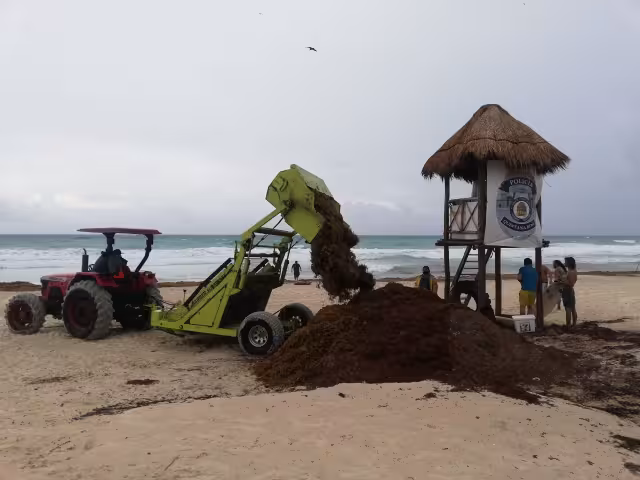 Los hoteleros son quienes se encargan de gestionar la remoción del sargazo de algunas playas