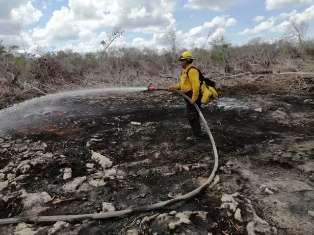 Incendio devoró cientos de hectáreas dentro del Santuario del Manatí en Chetumal