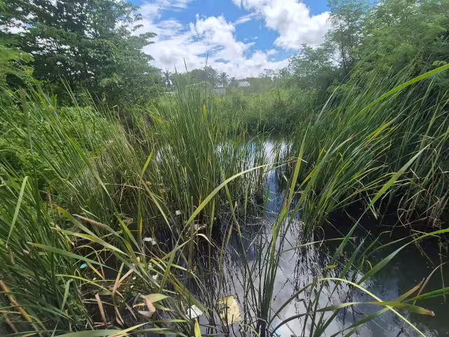 Peligro en colonia Nueva Jerusalén: agua estancada y mosquitos desatan alarma por dengue