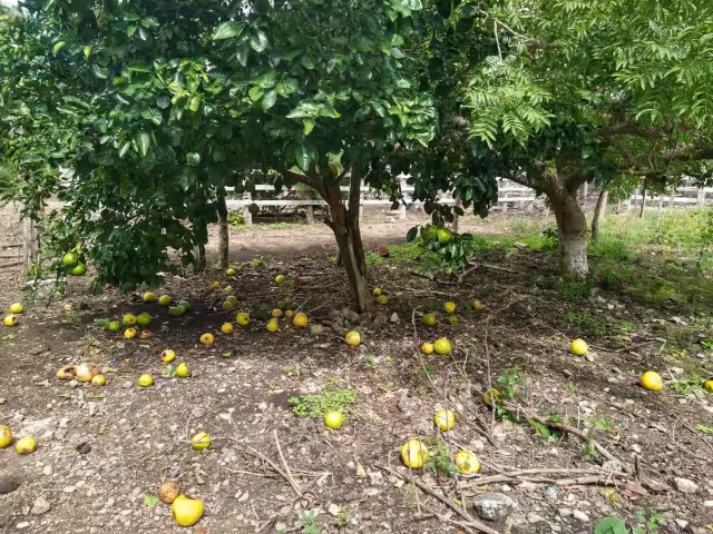 Las aves no tienen nada qué comer y pican la fruta, afirman los productores