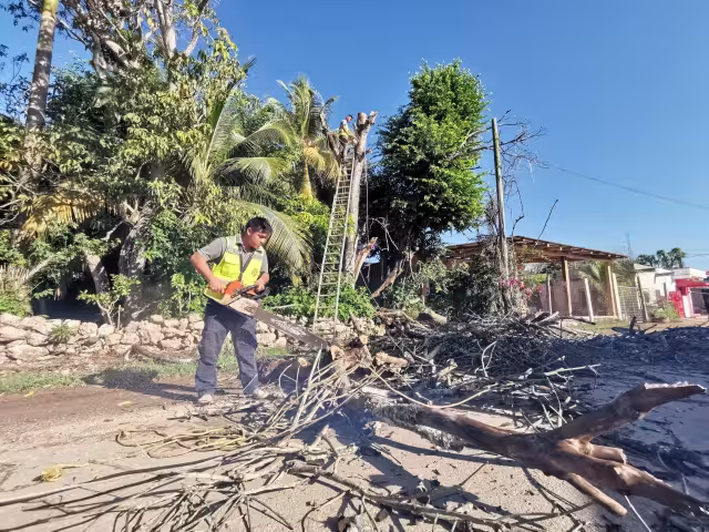 Vecinos pidieron a CFE que recomiende a la gente con árboles que topen con cables, que los corten