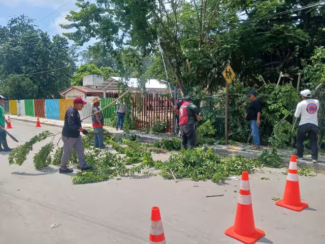 Vecinos de Escárcega denunciaron por un mes el riesgo de un árbol que chocaba con cables de la CFE.