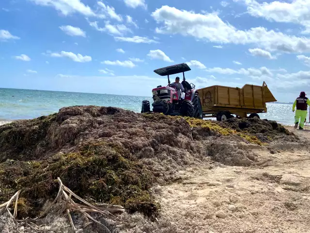 La llegada inusual del sargazo al litoral de Benito Juárez generó que se reactivara la maquinaria a fin de recolectarla al ser insuficiente hacerlo de forma manual.