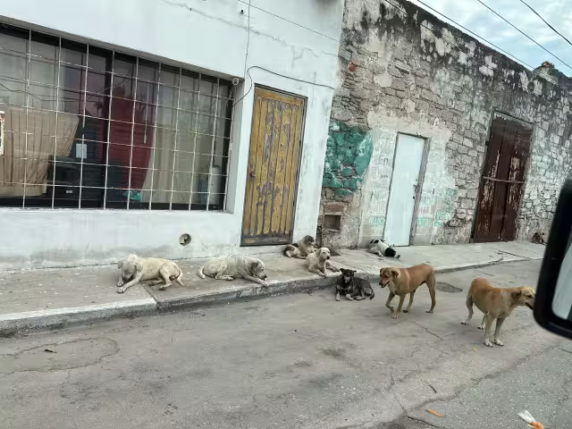 Perros callejeros agresivos atacan a deportistas en los Malecones, vecinos piden acción al CBA.