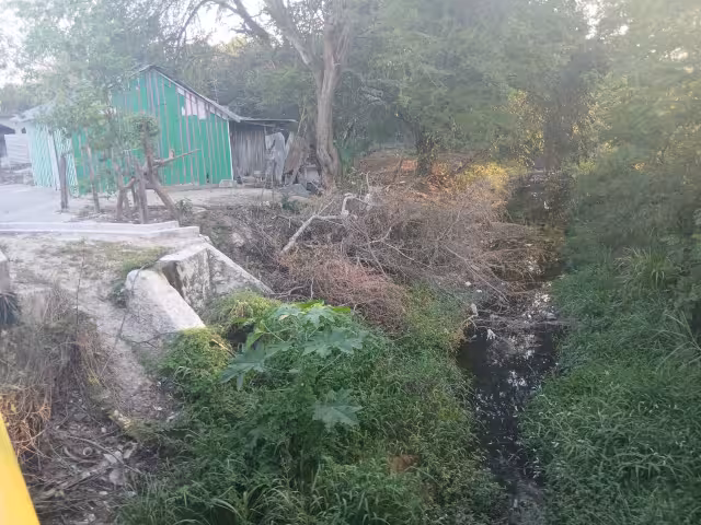 Árbol cortado por Obras Públicas quedó dentro de un dren en Escárcega.