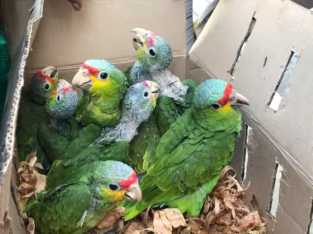 En México hay 22 especies, todas están en alguna categoría de riesgo