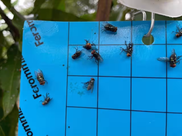 El proyecto piloto de supresión de la mosca que causa esta plaga consiste en un trampeo estratégico a través de atrayentes orgánicos