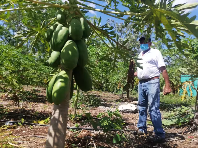 Don Javier cosecha frutas y verduras que vende en Cancún y Puerto Morelos