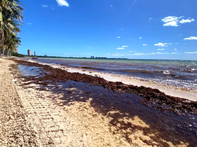 El balneario Coral en el municipio Benito Juárez registra recale constante de la macroalga, por lo que luce desolado