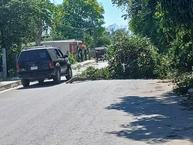 Vecinos de la colonia Esperanza piden retirar un árbol caído.