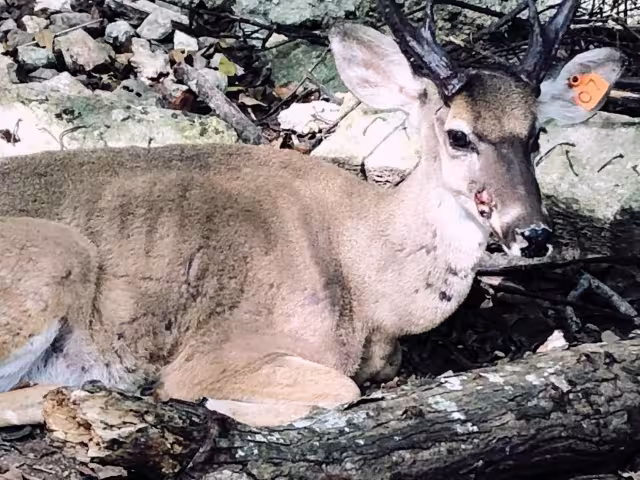 El zoológico es señalado por la desatención a sus más de 500 animalitos