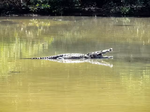 Cuatro cocodrilos fueron vistos asoleándose en el Arroyo de la Caleta en Ciudad del Carmen.