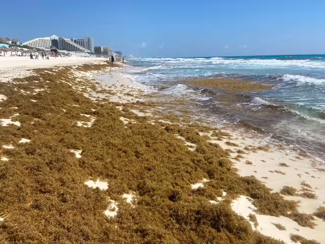 La mancha marrón ha afectado más al sur del estado, con recales excesivos en 30 balnearios; Contoy, Holbox, Punta Cocos y Chiquilá permanecen limpio