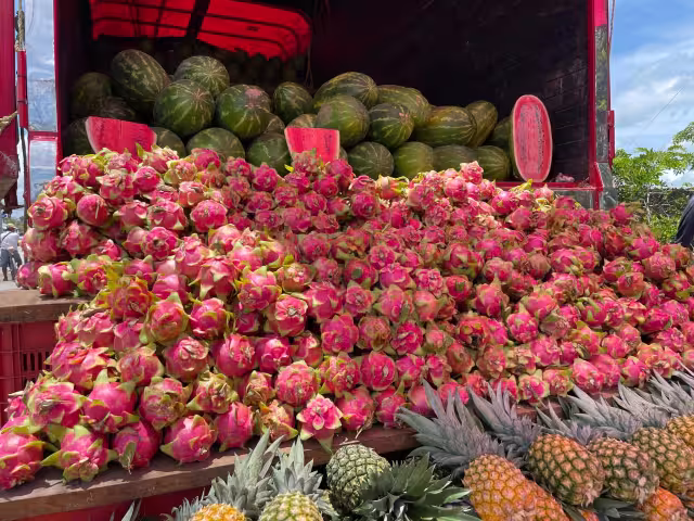 El precio de la Pitahaya en Campeche sube un 42.86% y sigue siendo un éxito de ventas