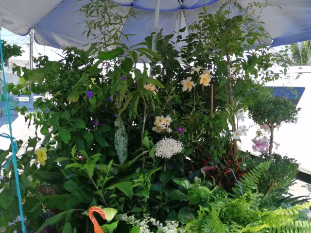 FOTOS:  Irene Barradas