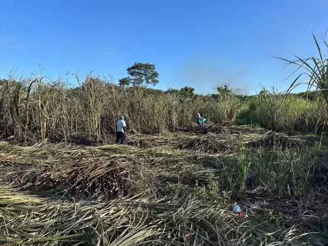 Productores cañeros de Champotón advierten que las plagas pueden causar pérdidas de hasta 30 mil pesos por hectárea.