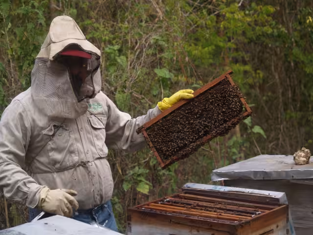 Productores señalan que si se alarga más el frío, la cosecha melífera se perdería