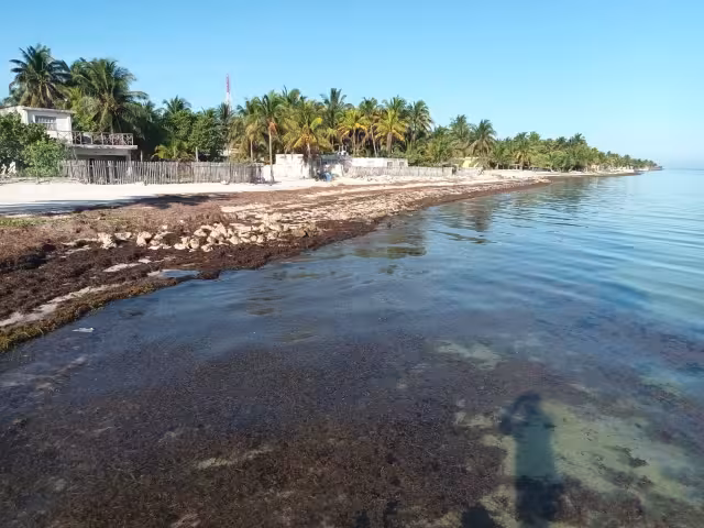 La llegada de sargazo a las costas de Yucatán afectarán al turismo