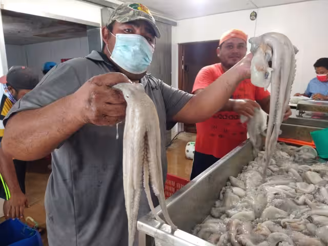 Los pescadores se alejaron hasta seis millas de la costa, lograron capturar entre 15 y 20 kilos del molusco